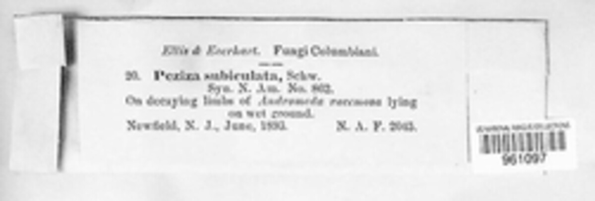 Tapesia subiculata image